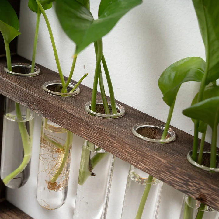 Cadre photo de propagation de plantes